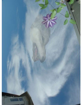 Angel and wolf enhanced