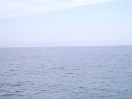 Blue whale 1