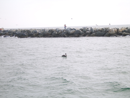 Pelican floating