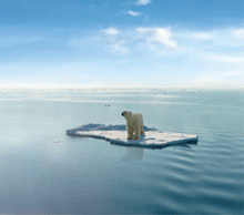 Polar Bear on Pahoto-Shop Ice flow